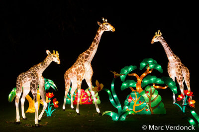 China light 