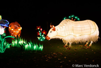 China light 