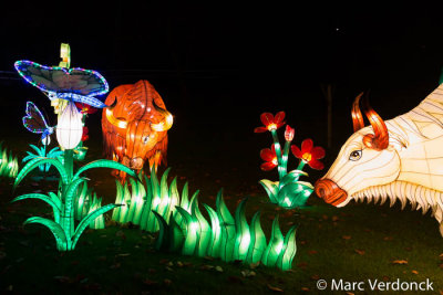 China light 