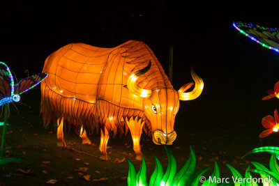 China light 