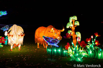 China light 