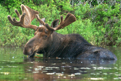 Moose 1