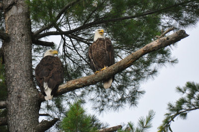 Bald Eagles 2