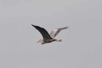 Heron flying 1