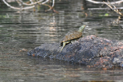 Northern Map Turtle 4