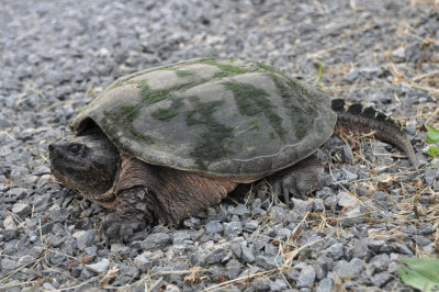 Snapping turtle 1