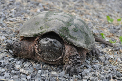 Snapping turtle 2