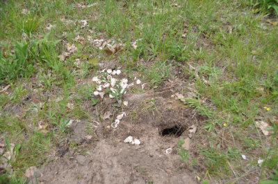 Turtle nest