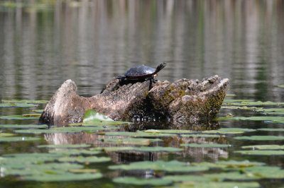 Midland Painted Turtle 5