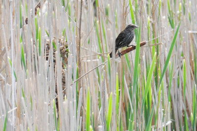 Red-wing blackbird Female