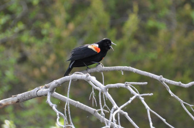 Redwing Blackbird