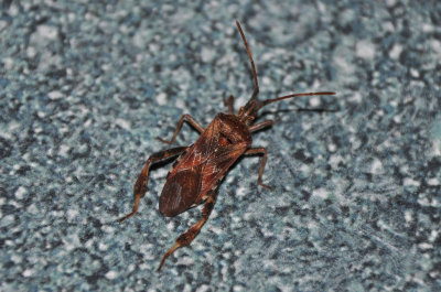 Western Conifer Seed Bug 2