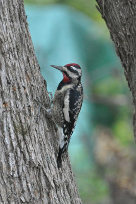 Yellowed-bellied sapsucker