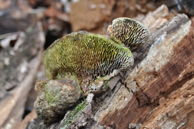 Forest Fungi 10