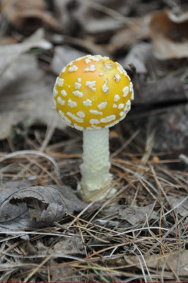 Forest Fungi Amanita muscaria