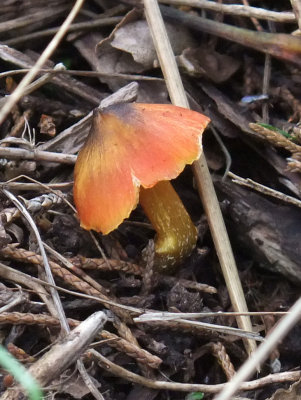 Forest Fungi Hygrocybe conica