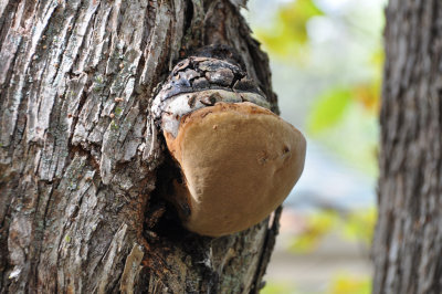 Tree Fungi Cryptoporus volvatus