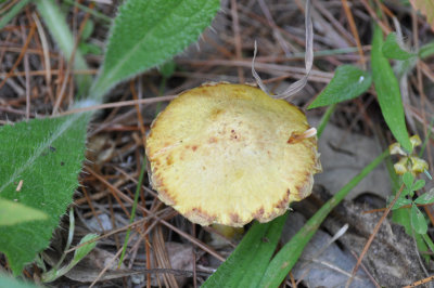 Forest Fungi Suillus granulatus