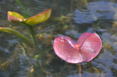 Heart lily pad