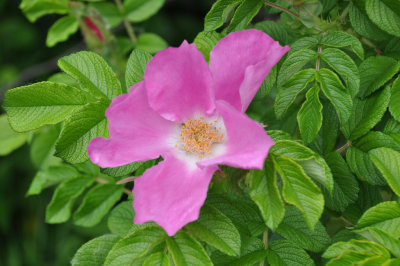 Wild Rose 2