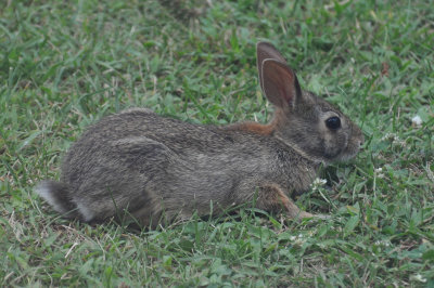 Rabbit 6