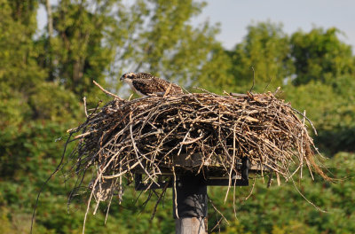 Osprey nest