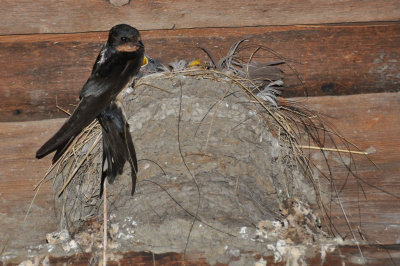 Swallow nest