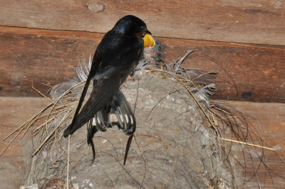 Swallow nest feeding