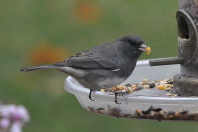 Dark Eyed Junco