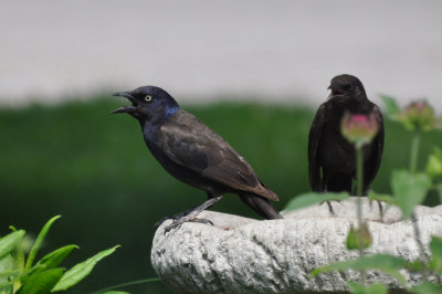 Grackle cooling down