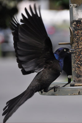 Grackle wing