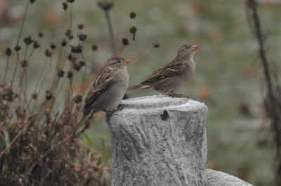 Sparrows