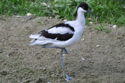 Avocet