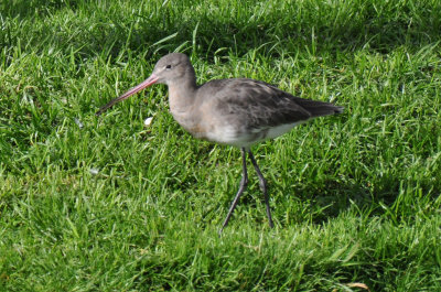 Black-tailed Godwit 2