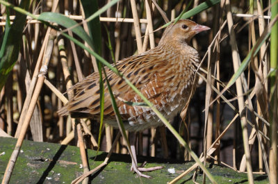 Corncrake 2