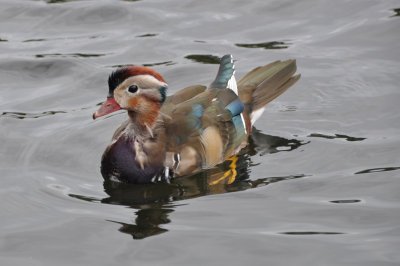 Mandarin Duck