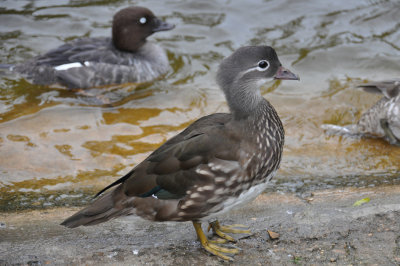 Mandarin Duck female