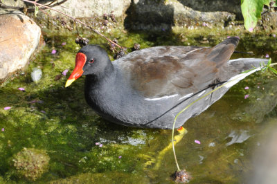 Common Gallinule