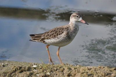 Redshank 2