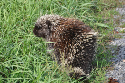 Porcupine 7