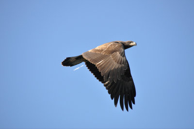 Eaglet 1