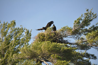 Eaglet stretching wing