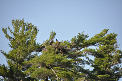 Eaglets in nest 1