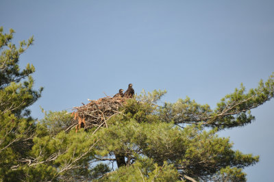 Eaglets in nest 2