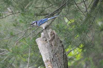 Blue Jay 13