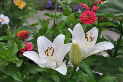 Eyeliner lilies