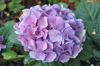 Hydrangeas