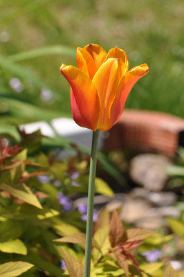 Orange Tulip 2