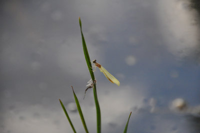 Damselfly Sedge Sprite