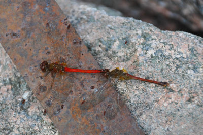 Dragonflies mating 3